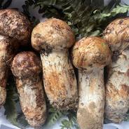 岩手県産松茸200g 長瀬農園おすすめ ｜ 野菜/きのこ 産直アウル 農家