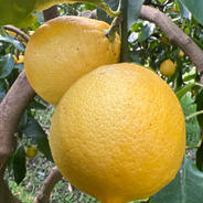 白木果樹園産(国産)ベルガモット 約1kg約7〜12個 | 果物/オレンジ