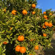 お歳暮】南柑20号10kg | 果物/温州みかん 産直アウル 農家から直接野菜