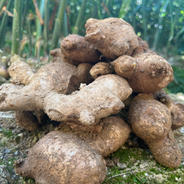 泥付き　親生姜 親生姜　2キロ 果物や野菜などのお取り寄せ宅配食材通販産地直送アウル