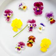 《クール便》エディブルフラワー（食用花）　ビオラ20輪 エディブルフラワー　ビオラ20輪 果物や野菜などのお取り寄せ宅配食材通販産地直送アウル