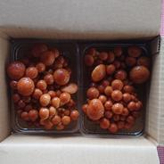 株採りなめこ 2パックの合計500g前後 果物や野菜などのお取り寄せ宅配食材通販産地直送アウル