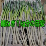 長ネギ 5k Sサイズサイズ ｜ 野菜/ねぎ 産直アウル 農家・漁師など生産