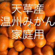 温州みかん　家庭用　2kg 箱込2kg 果物や野菜などのお取り寄せ宅配食材通販産地直送アウル
