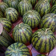 【アウルの日】大玉　長浦スイカ2L玉 7㎏台 果物や野菜などのお取り寄せ宅配食材通販産地直送アウル