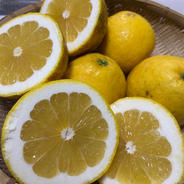 清水果樹園の河内晩柑【ジューシーオレンジ】 4k 果物や野菜などのお取り寄せ宅配食材通販産地直送アウル