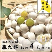 数量限定】祖父江銀杏【藤九郎】特大大粒4Lサイズ | 野菜/その他野菜