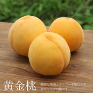 【ご家庭用】黄金桃　中 約1.５kg 果物や野菜などのお取り寄せ宅配食材通販産地直送アウル