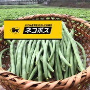 【無選別】お試し300g 袖ケ浦産ハウスいんげん！ お試し！300g 果物や野菜などのお取り寄せ宅配食材通販産地直送アウル