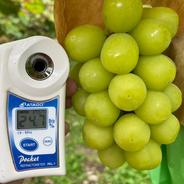 【最高糖度25度】大自然を最大限享受した世界へ誇る最高傑作🍇甲州戦国シャインマスカット【大房2房入り】9月下旬発送🍇秋ギフト🍇【朝どれ高級ぶどう】【家庭用・贈り物】 シャインマスカット大房2房 果物や野菜などのお取り寄せ宅配食材通販産地直送アウル