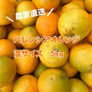 数量限定❗️国産バレンシアオレンジ🍊　家庭用5kg 5kg 果物や野菜などのお取り寄せ宅配食材通販産地直送アウル