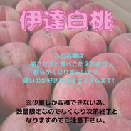 伊達白桃(わけあり)　9月中～下旬発送予定！伊達白桃(わけあり)3キロ 伊達白桃(わけあり)3キロ 果物や野菜などのお取り寄せ宅配食材通販産地直送アウル