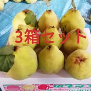 【11月上旬発送3箱セット!山形産 マルメロ(通称カリン) 3kg×3箱 9.0kg 果物や野菜などのお取り寄せ宅配食材通販産地直送アウル