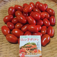 ミニトマト・ロッソナポリタン(３００g) ３００g(１５０g×２パック) 果物や野菜などのお取り寄せ宅配食材通販産地直送アウル