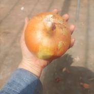 青森県産たまねぎ　2Lサイズ 15キロ 15kg 果物や野菜などのお取り寄せ宅配食材通販産地直送アウル