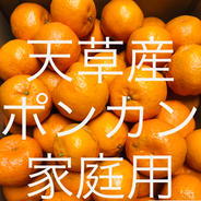 ポンカン　家庭用　箱込20kg 箱込20kg  果物や野菜などのお取り寄せ宅配食材通販産地直送アウル