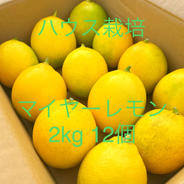 アリス農園 無農薬ジャンボニンニク1.8kg ｜ 野菜/にんにく 産直アウル
