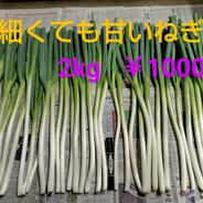 訳あり九条ネギ1kg | 野菜/ねぎ 産直アウル 農家から直接野菜などの