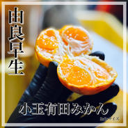 極早生 小玉 有田みかん 2キロ 和歌山 2s 産地直送 | 果物/温州みかん