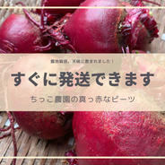 【大きくなり過ぎ！でも美味しい】真っ赤なビーツ 箱込み5キロ程度 果物や野菜などのお取り寄せ宅配食材通販産地直送アウル