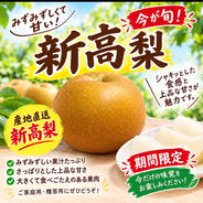 加工用摘果若桃1kg 甘露煮やジャムに 福島のもも あかつき・白鳳・川
