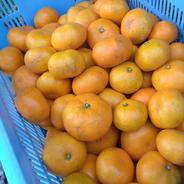 安間農園の三岳みかん🍊【お正月用】 ５kg 果物や野菜などのお取り寄せ宅配食材通販産地直送アウル