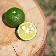 自然栽培】すだち 1kg箱詰 完全無資材／農薬不使用・無肥料・無除草剤