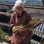 【天然】山菜　イタドリ 下処理済み 約2キロ　200g×10パック 果物や野菜などのお取り寄せ宅配食材通販産地直送アウル