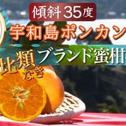 【日テレ話題沸騰】強烈な糖度を誇るジューシーな宇和島ポンカン🍊傾斜35度の崖上で収穫される希少な宇和島ブランドみかん【2025年２月中旬】先行予約【お試しキャンペーン約1kg】 ポンカンお試し約1kg 果物や野菜などのお取り寄せ宅配食材通販産地直送アウル