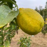 【自然栽培】璃の香 2kg箱詰 -農薬不使用・無肥料・無除草剤- 2㎏ 果物や野菜などのお取り寄せ宅配食材通販産地直送アウル