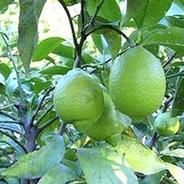 広島県産 瀬戸田レモン 2kg C品（訳あり） 有機JAS法準拠栽培 ｜ 果物