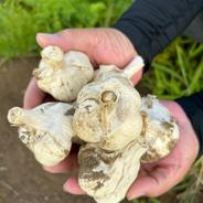 ☆『農薬・化学肥料・除草剤・防虫剤等不使用』 福地ホワイト六片