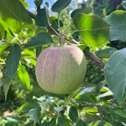 夏のりんごシナノリップ りんご8〜9個程度 果物や野菜などのお取り寄せ宅配食材通販産地直送アウル