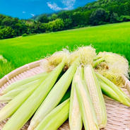 おおふくのヤングコーン100本 ヤングコーン100本 果物や野菜などのお取り寄せ宅配食材通販産地直送アウル