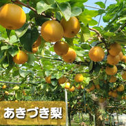 とにかく甘いあきづき梨5キロ箱入り 5キロ箱10～16玉入り 果物や野菜などのお取り寄せ宅配食材通販産地直送アウル
