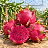 沖縄県産 〈ドラゴンフルーツ 赤玉〉1,5Kg～ ｜ 果物/ドラゴンフルーツ