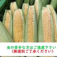 【期間限定】朝採り❕とうもろこし10本前後 10本前後 果物や野菜などのお取り寄せ宅配食材通販産地直送アウル
