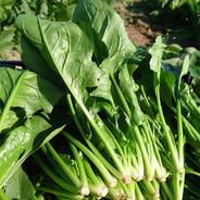 鮮度抜群!! 3kg 小さなやさい屋さんの肉厚旨味ほうれん草1kg 3kg 果物や野菜などのお取り寄せ宅配食材通販産地直送アウル