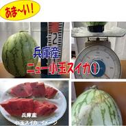 兵庫産　ニュー小玉スイカ①　２８００ｇ　訳あり ２８００ｇ 果物や野菜などのお取り寄せ宅配食材通販産地直送アウル
