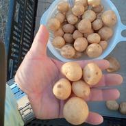 ○じゃがいも キタカムイ M〜2Lサイズ ○10キロ ○北海道産 ｜ 野菜