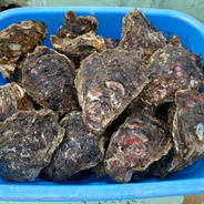 【天然】岩牡蠣　和歌山産　超特大サイズ 超特大3個 果物や野菜などのお取り寄せ宅配食材通販産地直送アウル
