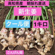 高知県産 土付き新生姜3kg ｜ 野菜/薬味 産直アウル 農家・漁師など