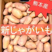 無農薬】新じゃがいも メークイン 9.5kg ｜ 野菜/じゃがいも 産直