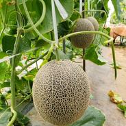 3倍長い3倍美味い 熊本産 大長なす ｜ 野菜/茄子 産直アウル 農家