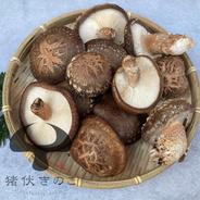 【北海道・離島の方専用】900ℊ　原木生しいたけ 900ℊ 果物や野菜などのお取り寄せ宅配食材通販産地直送アウル