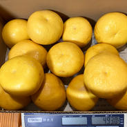 香川県産　富有柿　家庭用3Lサイズ30個 2025年産】【12月上旬頃発送】富有柿 3L 16玉（5kg） | 柿の通販なら