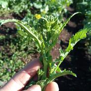 チーマディラーパ（西洋なばな） 食用ナバナ約4kg 果物や野菜などのお取り寄せ宅配食材通販産地直送アウル