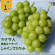 【カナダ人農園主の真心を込めた】シャインマスカット約１ｋｇ シャインマスカット約１ｋｇ 果物や野菜などのお取り寄せ宅配食材通販産地直送アウル