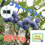 【在庫限り】【生ブルーベリー】【冷蔵便】ブルーベリー品種MIX【1kg】 1.0kg 果物や野菜などのお取り寄せ宅配食材通販産地直送アウル