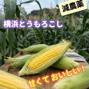 大きめ6本 生が甘くて美味しい 新鮮で安全 安心な とうもろこし